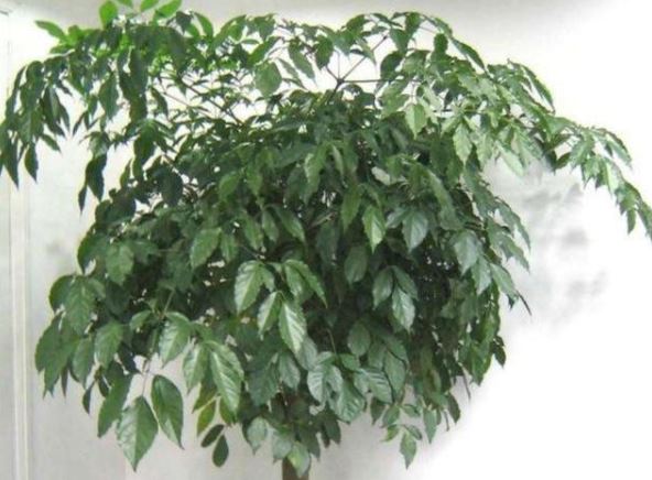 5 loại cây thường được chọn để trưng bày ngày Tết với ý nghĩa tài lộc và may mắn