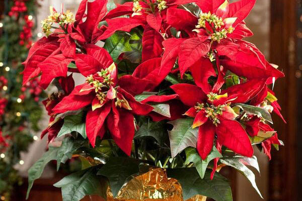 7 loại cây hút lộc Tết Nguyên đán 2024: Lộc lá phơi phới, cửa nhà yên ấm, thăng quan tiến chức