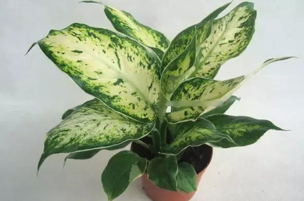 Có một người hút thuốc ở nhà, 7 loại cây sẽ giúp hấp thụ khí độc hiệu quả