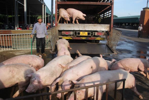 Giá heo hơi hôm nay 7/2/2024: Miền Bắc có giá cao nhất cả nước