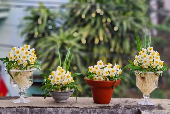 Tết đến, hãy mang 8 loại hoa 'giao thừa' này về nhà, năm 2024 thịnh vượng, gia đình bình an, vạn sự như ý