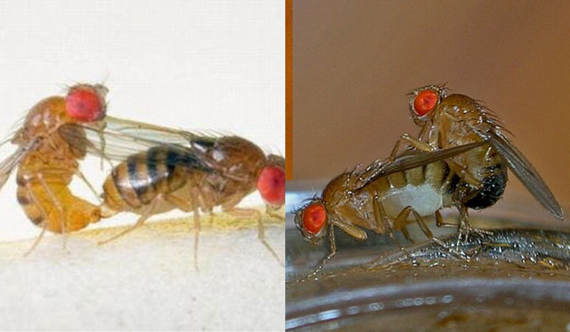 Loài động vật giao phối nhanh nhất thế giới, chỉ mất vỏn vẹn 1 giây