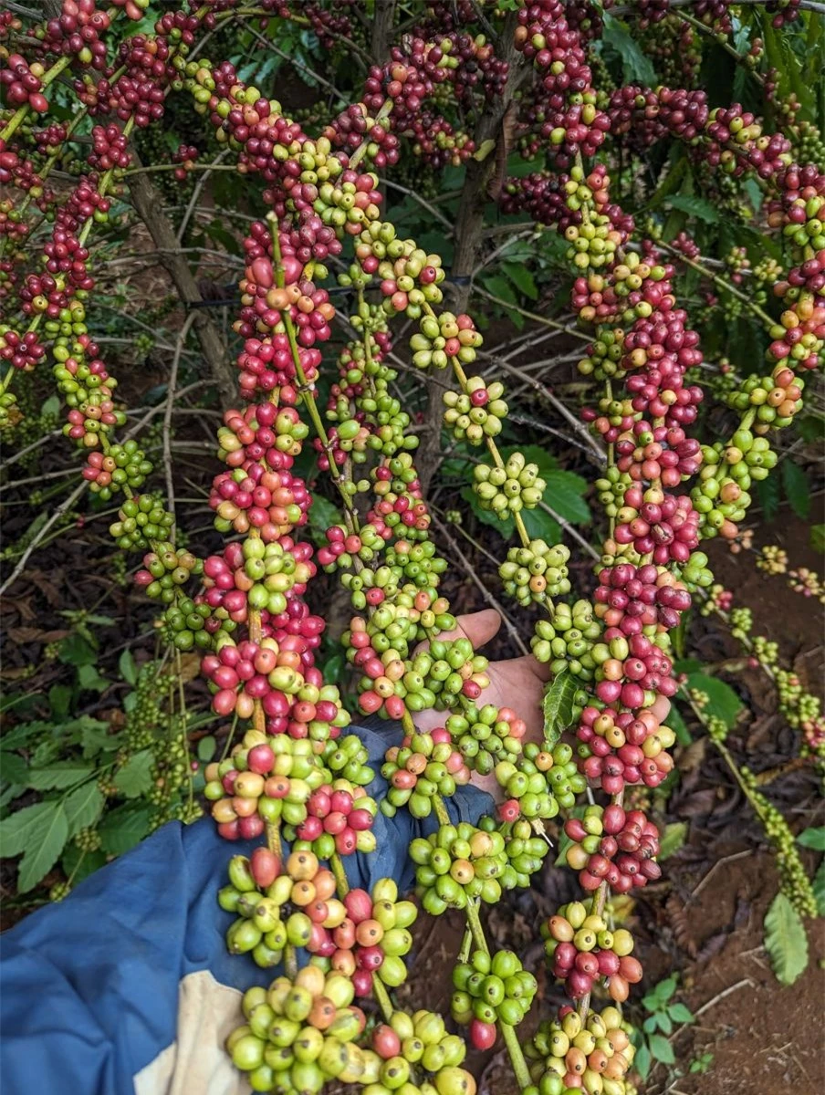 Giá nông sản ngày 8/2/2024: Cà phê tiếp tục tăng, nông dân phấn khởi