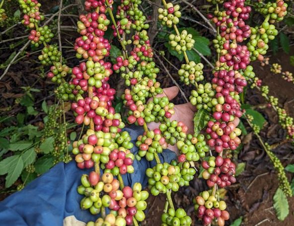 Giá nông sản ngày 8/2/2024: Cà phê tiếp tục tăng, nông dân phấn khởi