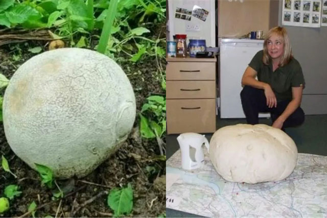 Lại gần tảng đá khổng lồ ven đường, chuyên gia ngớ người trước 'kho báu' giá trị gần 1 tỷ đồng