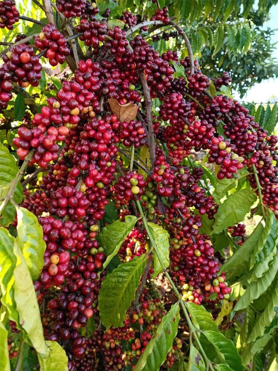 Giá nông sản ngày 9/2/2024: Cà phê và hồ tiêu trụ vững ở mức cao
