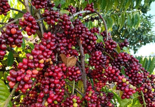 Giá nông sản ngày 9/2/2024: Cà phê và hồ tiêu trụ vững ở mức cao