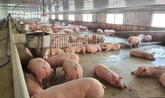 Giá heo hơi hôm nay 9/2/2024: Thị trường lặng sóng ngày 30 Tết