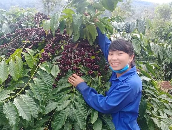 Giá nông sản ngày 10/2/2024: Cà phê tăng mạnh, hồ tiêu tiếp tục đi ngang