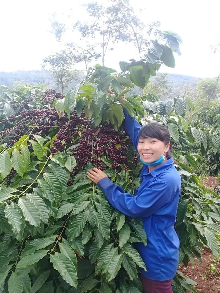 Giá nông sản ngày 10/2/2024: Cà phê tăng mạnh, hồ tiêu tiếp tục đi ngang