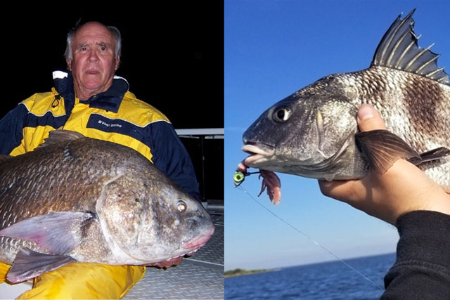 Cư dân mất ngủ cả đêm vì tiếng cá đang giao phối, to đến nỗi làm cả ngôi nhà rung động