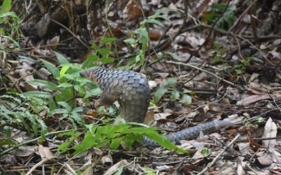 Clip: Khám phá Vườn Quốc gia U Minh Hạ