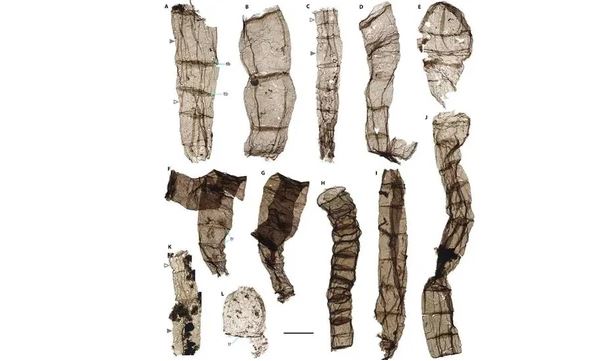 Trung Quốc: Xuất hiện sinh vật 1,6 tỉ năm "thay đổi lịch sử Trái Đất"