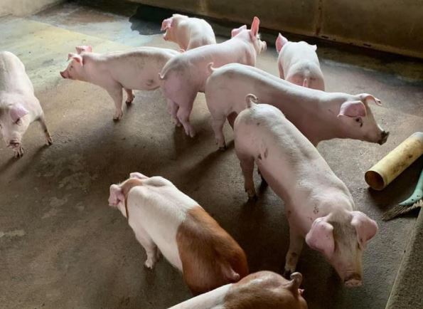 Giá heo hơi hôm nay 10/2/2024: Cao nhất đạt 59.000 đồng/kg