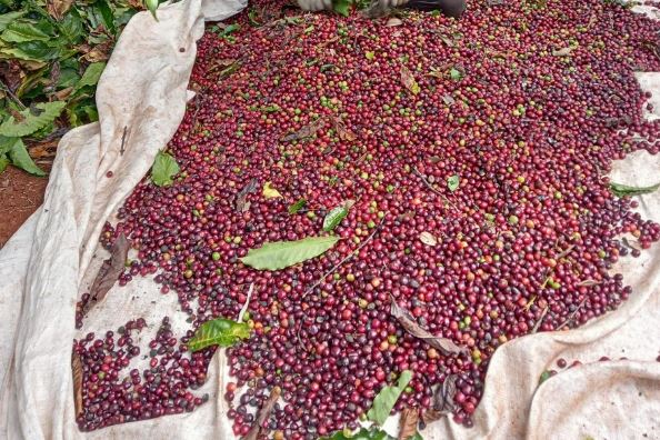 Giá nông sản ngày 11/2/2024: Cà phê và hồ tiêu đồng loạt tăng