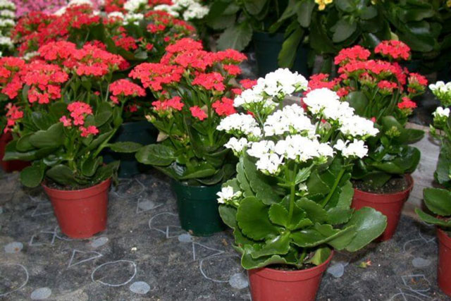 3 cây cảnh như 'bùa cát tường', đừng mang tặng người khác nếu đã trồng lâu năm trong nhà