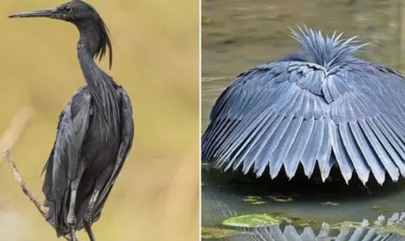 Loài chim có cách săn mồi độc đáo nhất: Biến đôi cánh thành chiếc ô khiến con mồi ‘sập bẫy’