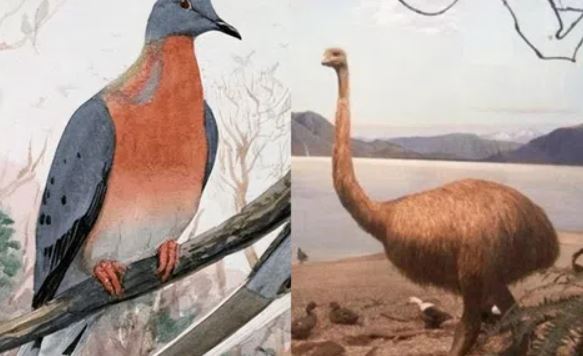 Loài chim nặng gần nửa tấn bị tuyệt chủng vì có thịt quá ngon: Sự thật đáng kinh ngạc được phơi bày
