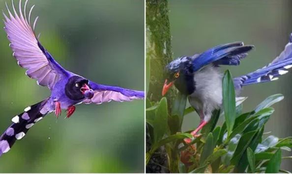 Loài chim sặc sỡ bậc nhất Việt Nam, nguồn cảm hứng cho nhiều tác phẩm văn học và nghệ thuật