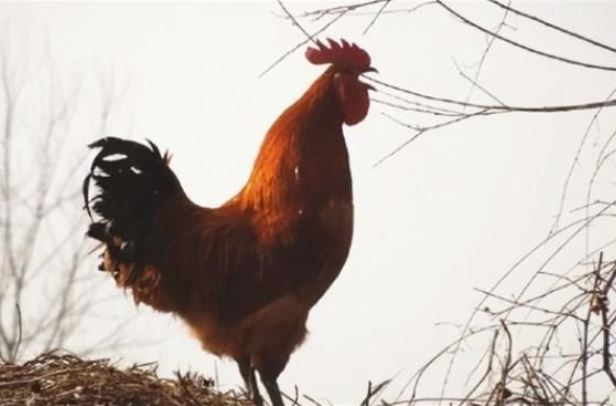 Làm sao gà trống biết được thời gian và luôn gáy đúng giờ, sự thật mới được bật mí 11 năm trước