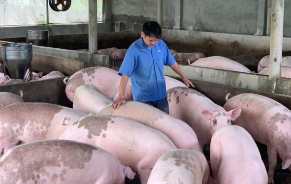 Giá heo hơi hôm nay 11/2/2024: Cả 3 miền tiếp tục đi ngang