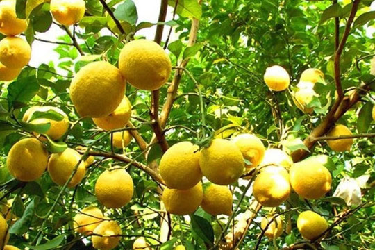 Chanh trồng trong chậu chỉ nở hoa nhưng không kết trái. Hãy thay đổi cách chăm sóc vào mùa xuân và quả sẽ sai trĩu cành vào mùa hè