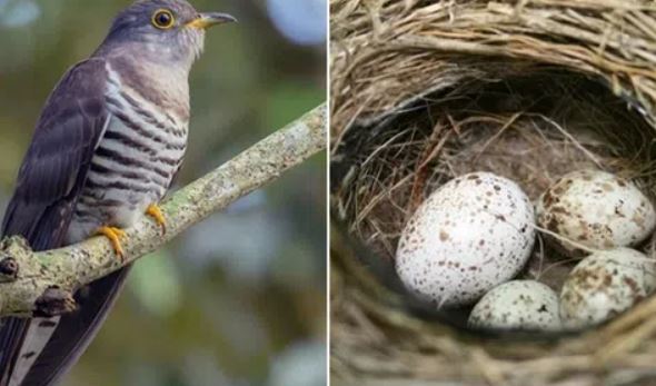 Loài chim có nhiều tên gọi nhất Việt Nam: Tiếng kêu kì lạ gây nhầm lẫn