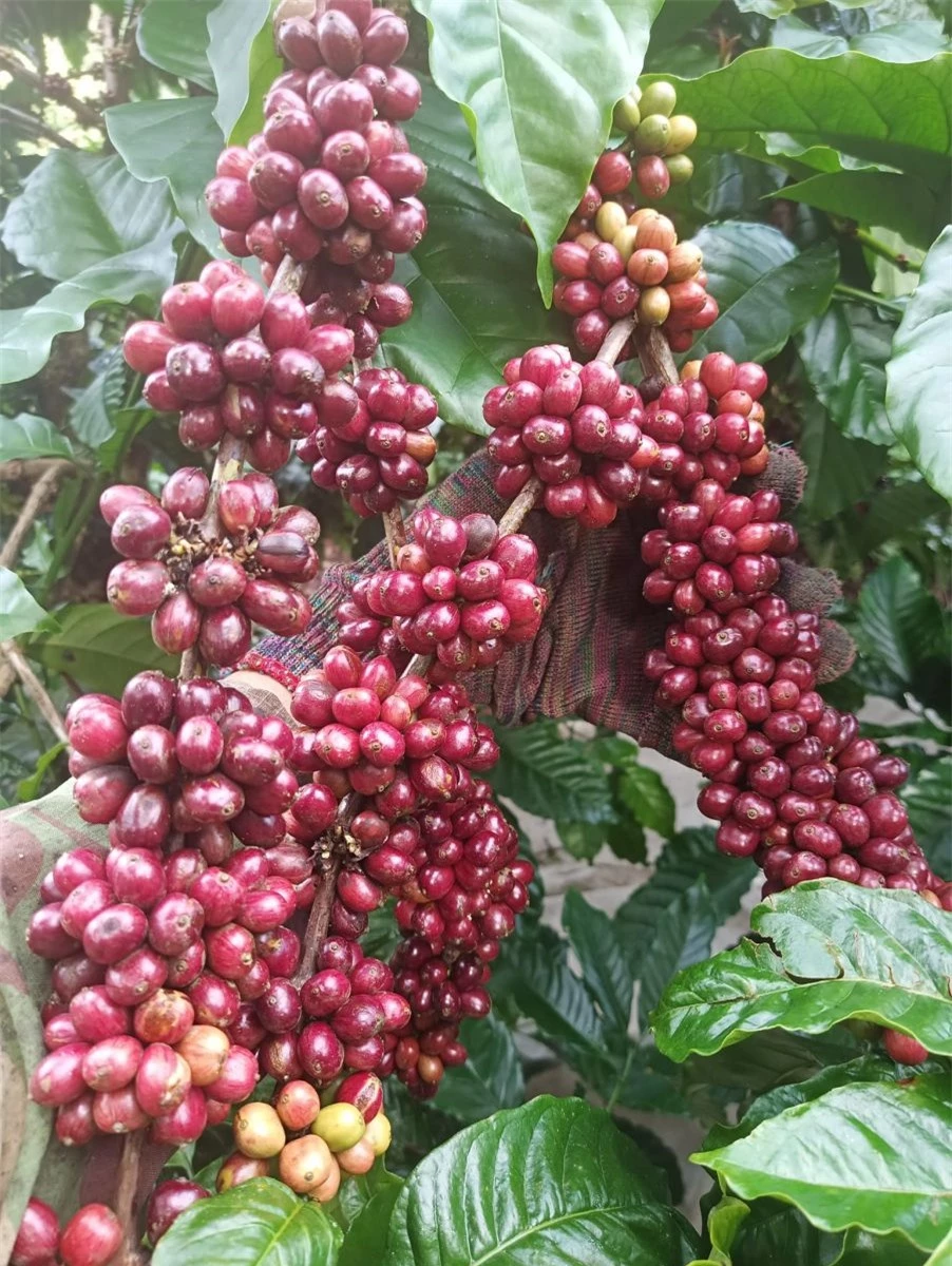 Giá nông sản ngày 12/2/2024: Cà phê và hồ tiêu trụ vững ở mức cao