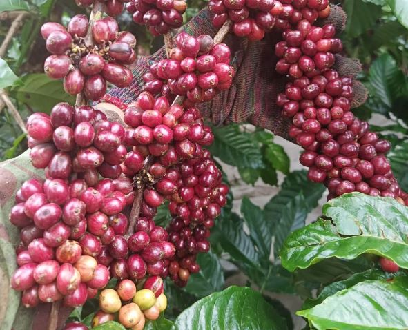 Giá nông sản ngày 12/2/2024: Cà phê và hồ tiêu trụ vững ở mức cao