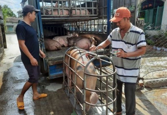 Giá heo hơi hôm nay 12/2/2024: Biến động 1.000 - 2.000 đồng/kg