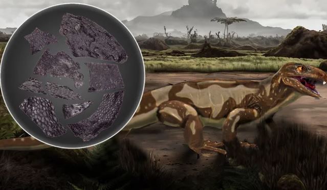 Phát hiện da của sinh vật sống cách đây 290 triệu năm còn 'già' hơn cả khủng long