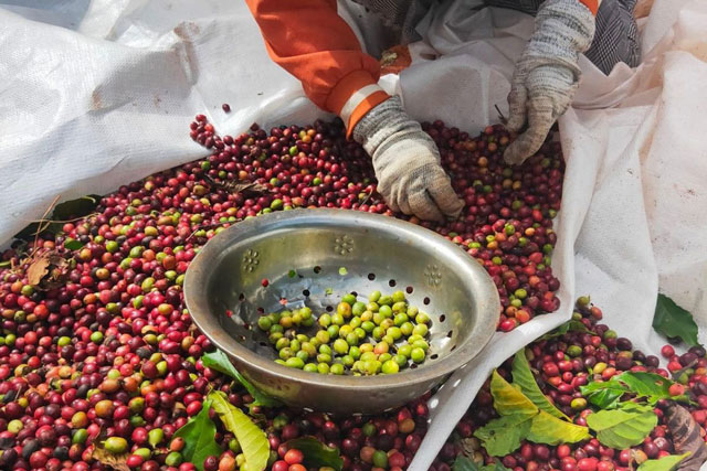 Giá nông sản ngày 13/2/2024: Cà phê giảm nhẹ, hồ tiêu tăng 500 đồng/kg