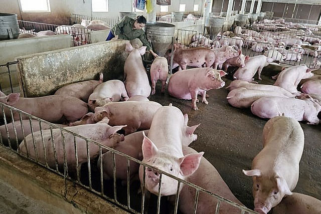 Giá heo hơi hôm nay 13/2/2024: Miền Bắc có giá cao nhất cả nước