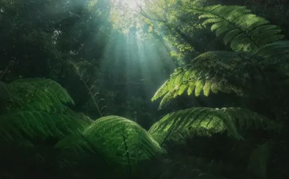 Hóa thạch bị che giấu 1,75 tỷ năm hé lộ manh mối về lịch sử Trái đất