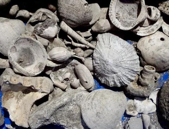 Phát hiện ‘kho báu’ hóa thạch 3 triệu năm tuổi ở nhà máy nước thải, hầu hết đều đã tuyệt chủng