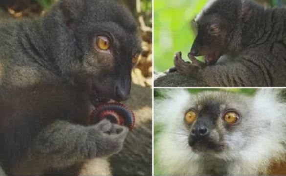 Loài vật là 'dân chơi' đẳng cấp nhất hành tinh, nhai cuốn chiếu để tăng hưng phấn