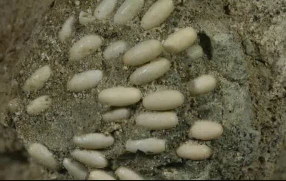 Phát hiện sinh vật bí ẩn, xem kĩ mới biết là tổ trứng hóa thạch có niên đại 29 triệu năm tuổi