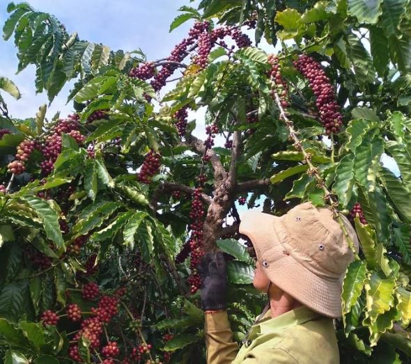 Giá nông sản ngày 14/2/2024: Cà phê giảm, hồ tiêu tiếp tục tăng