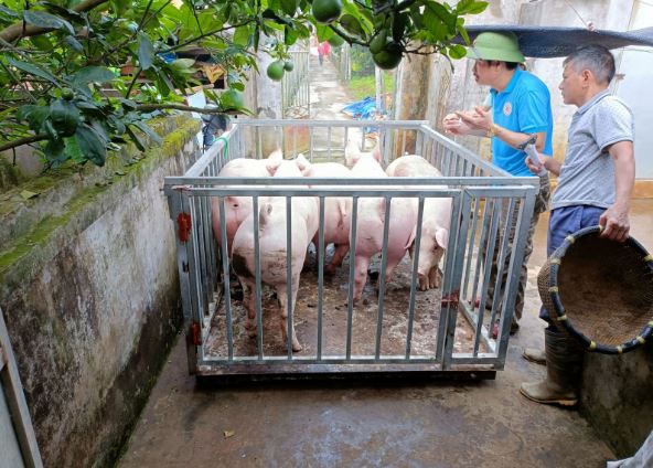 Giá heo hơi hôm nay 14/2/2024: Dao động từ 52.000 - 59.000 đồng/kg