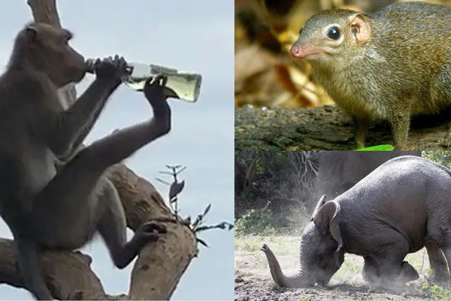 Top 5 loài vật say xỉn hơn con người: Số 2 rất phổ biến ở Việt Nam, số 5 phải đi cai nghiện rượu