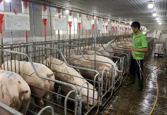 Giá heo hơi hôm nay 15/2/2024: Thị trường lặng sóng