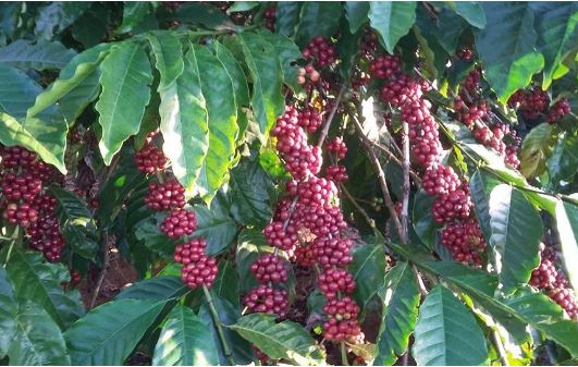 Giá nông sản ngày 15/2/2024: Cà phê giảm 3 phiên liên tiếp, hồ tiêu tăng 500 đồng/kg