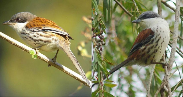 Việt Nam từng phát hiện loài chim quý hiếm bậc nhất thế giới, cả nhân loại đang nỗ lực bảo vệ