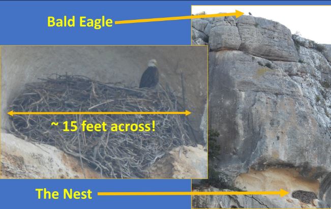 Tận mắt thấy 'tổ chim khổng lồ' rộng 4,5 mét trên vách đá, bất ngờ hơn khi biết thuộc về loài vật này