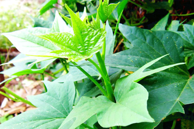 Thông tin về loại rau bổ ngang nhân sâm: Vô cùng quen thuộc nhưng bị nhiều người bỏ qua