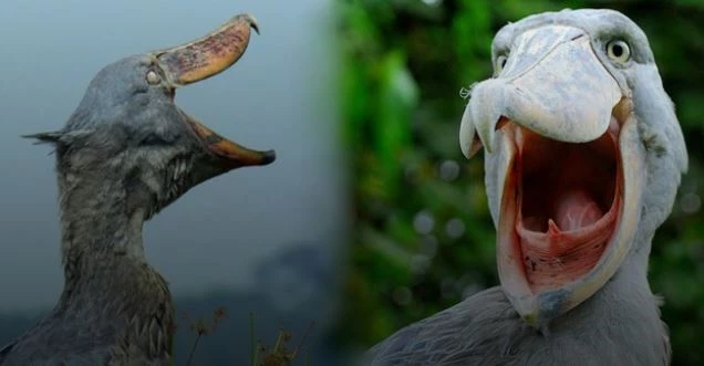 Cò mỏ giày hay còn gọi là cò Shoebill là một loài chim độc đáo đến từ châu Phi. Cò mỏ giày có kích thước tương đối lớn, chim trưởng thành cao 115–150 cm, dài 100–140 cm, sải cánh dài 230–260 cm và nặng 4–7 kg. Dù sở hữu thân hình tương đối to lớn, nhưng hai chân của chúng lại khá mảnh khảnh, tạo nên sự không cân đối đến khó hiểu. Cò mỏ giày là hậu duệ của loài khủng long có kích cỡ nhỏ 
