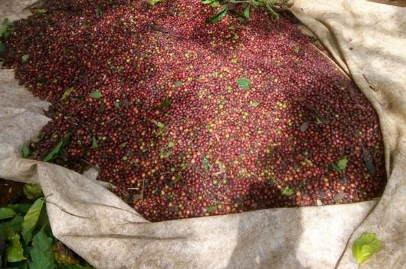 Giá nông sản ngày 16/2/2024: Cà phê và hồ tiêu đồng loạt tăng