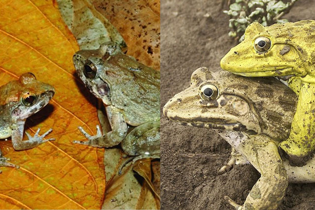 Loài ếch cái giả chết, bắt chước tiếng ếch đực vì bị ép giao phối, còn biết chọn bạn tình rồi mới ân ái