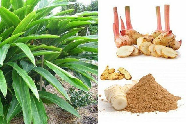 Việt Nam có loại củ ‘thần dược’ giúp chống ung thư hiệu quả, giá rẻ bất ngờ ai cũng mua được