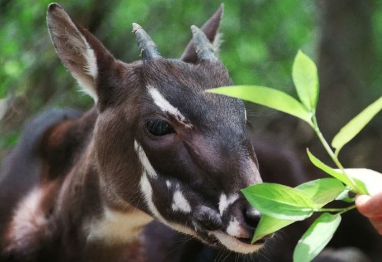 7 loài vật quý hiếm sắp tuyệt chủng, Việt Nam sở hữu một loài vô giá